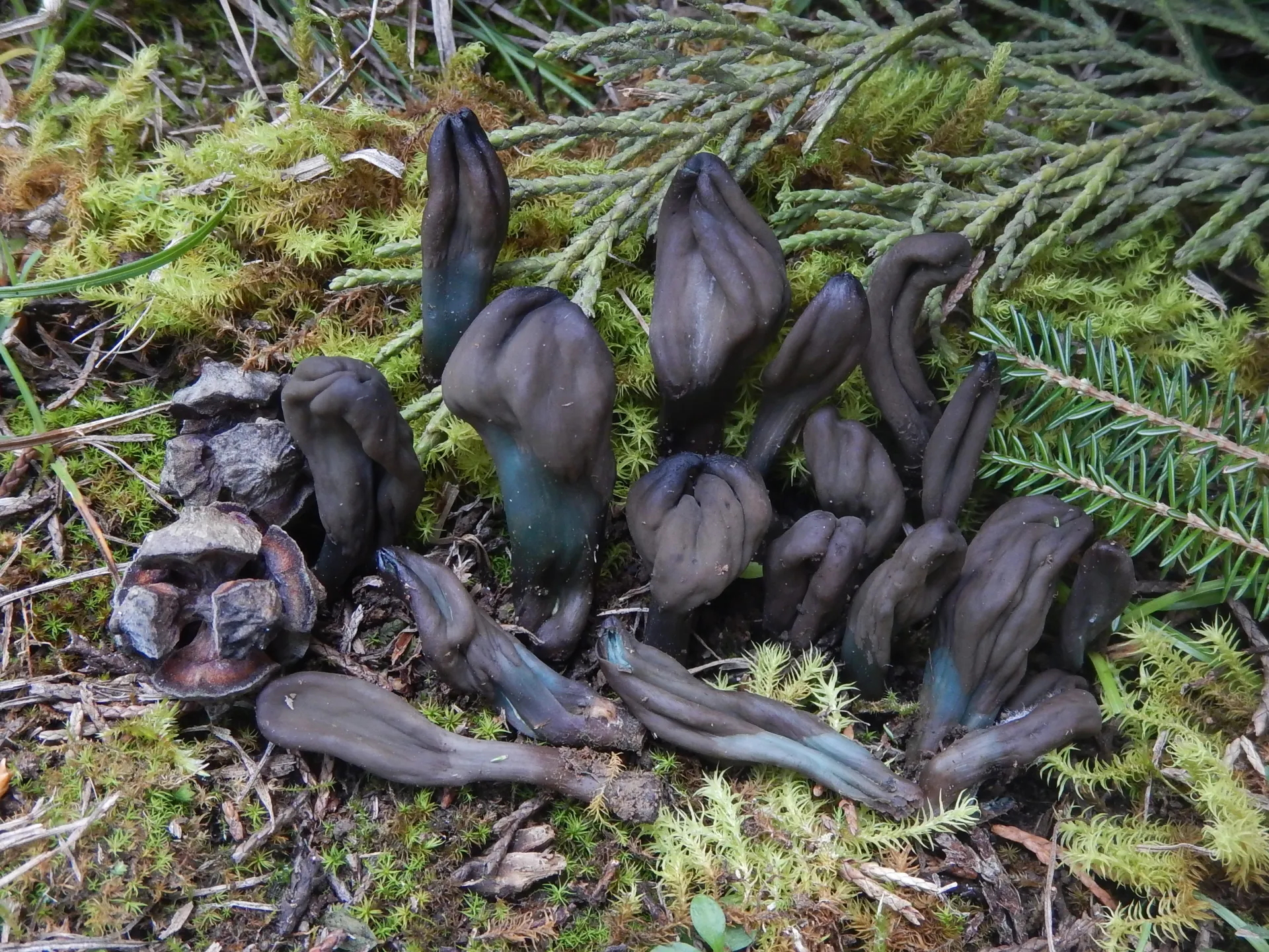 Microglossum tenebrosum, 2024-01-23 (1)
